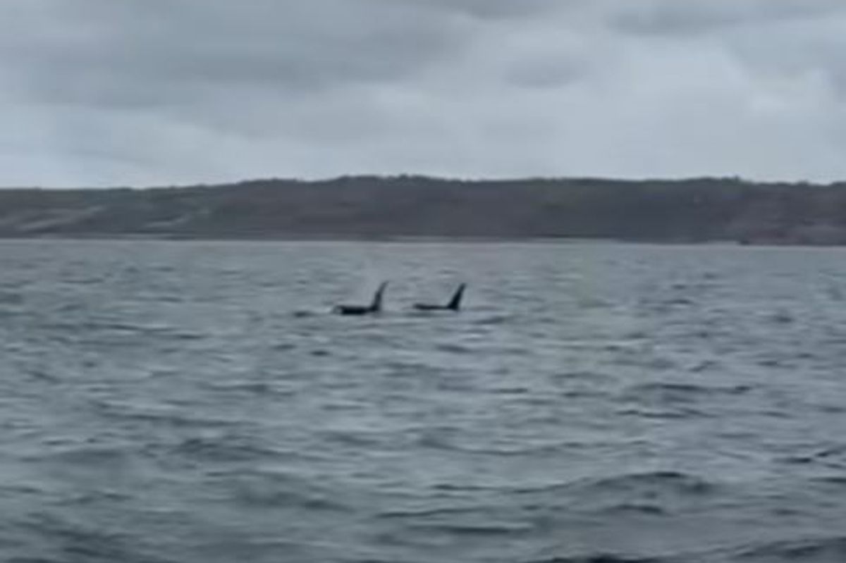 John Coe and Aquarius, the two brothers orca, spotted swimming off Lizard Point in Cornwall on April 1, 2026