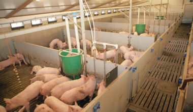 British pig association questions statistics in ammonia map