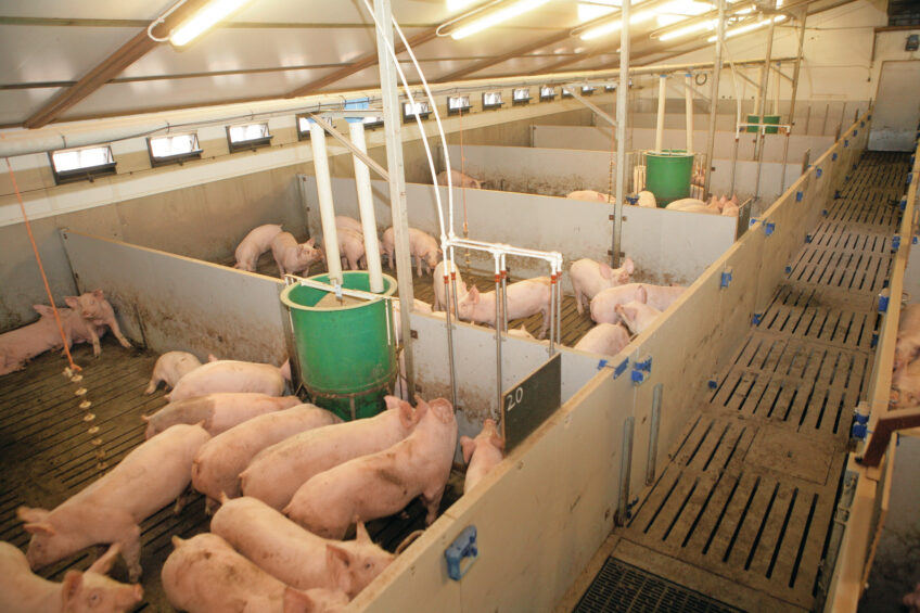Finisher pigs on a UK pig farm. Photo: Henk Riswick