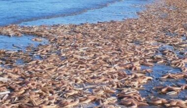 Asteroidea starfish sculpture returns to Salthouse church