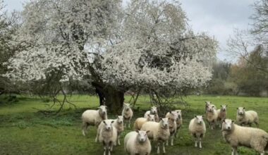 Somerset Camera Club pictures of springtime wildlife