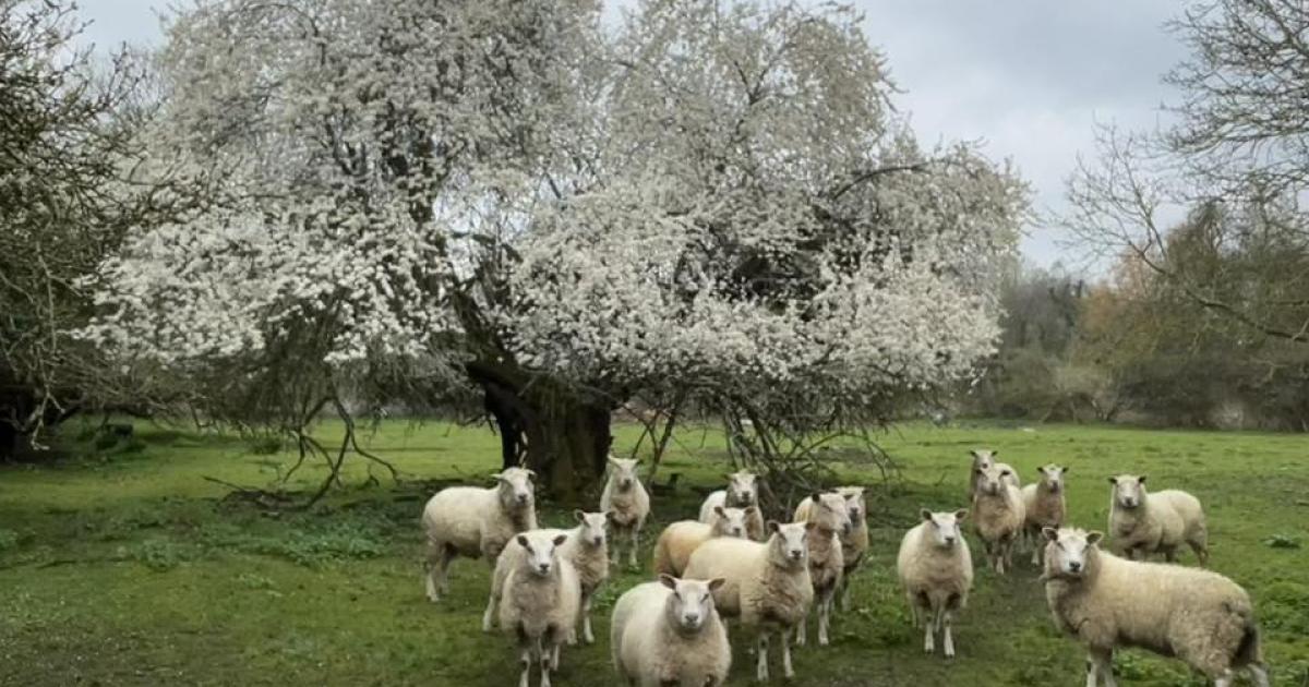 Somerset Camera Club pictures of springtime wildlife