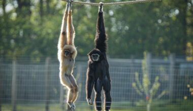 Yorkshire Wildlife Park welcomes rare and endangered animals