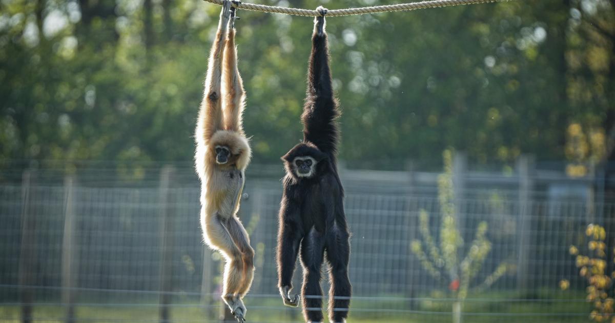 Yorkshire Wildlife Park welcomes rare and endangered animals