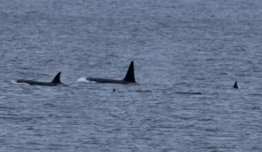 Orca Watch: 35 killer whales spotted in Scottish waters