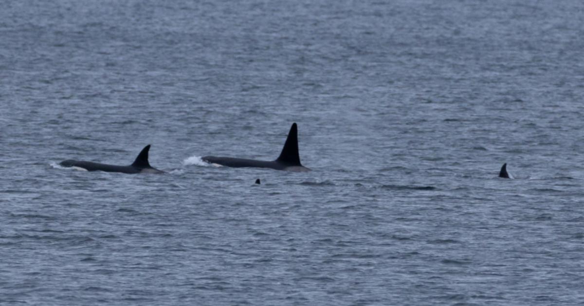 Orca Watch: 35 killer whales spotted in Scottish waters