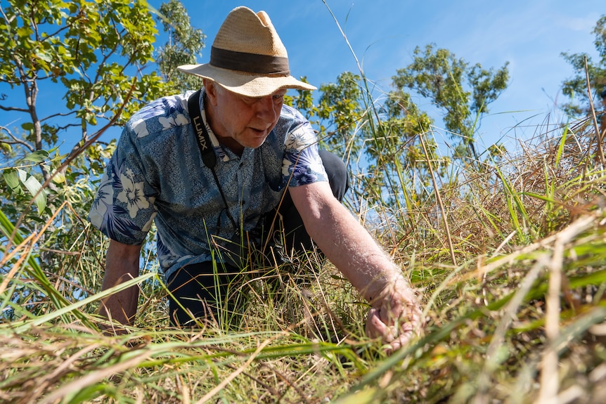 A white man, crouching down in leafy long grass, wearing a wide brim hat, touching some herbs on the ground.