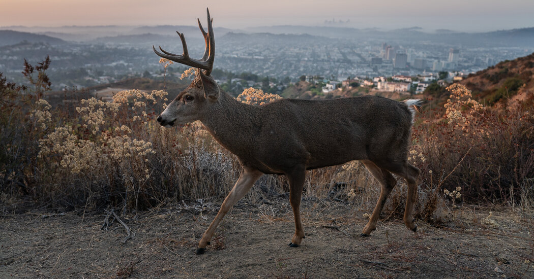 When Humans Went Away, the Wildlife Strayed