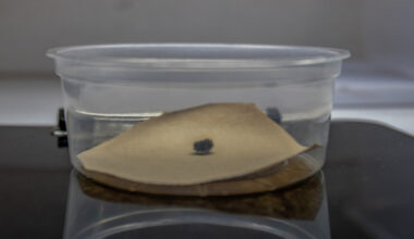 A Very Lonely Caterpillar, Possibly the Last of Its Kind, Has Died