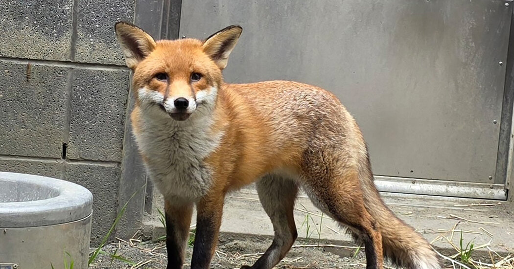 Stowaway Fox Gets Clean Bill of Health and a Name: Basil (Like ‘Dazzle’)