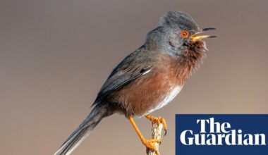 Dartford warbler stages a comeback 60 years after almost vanishing | Birds
