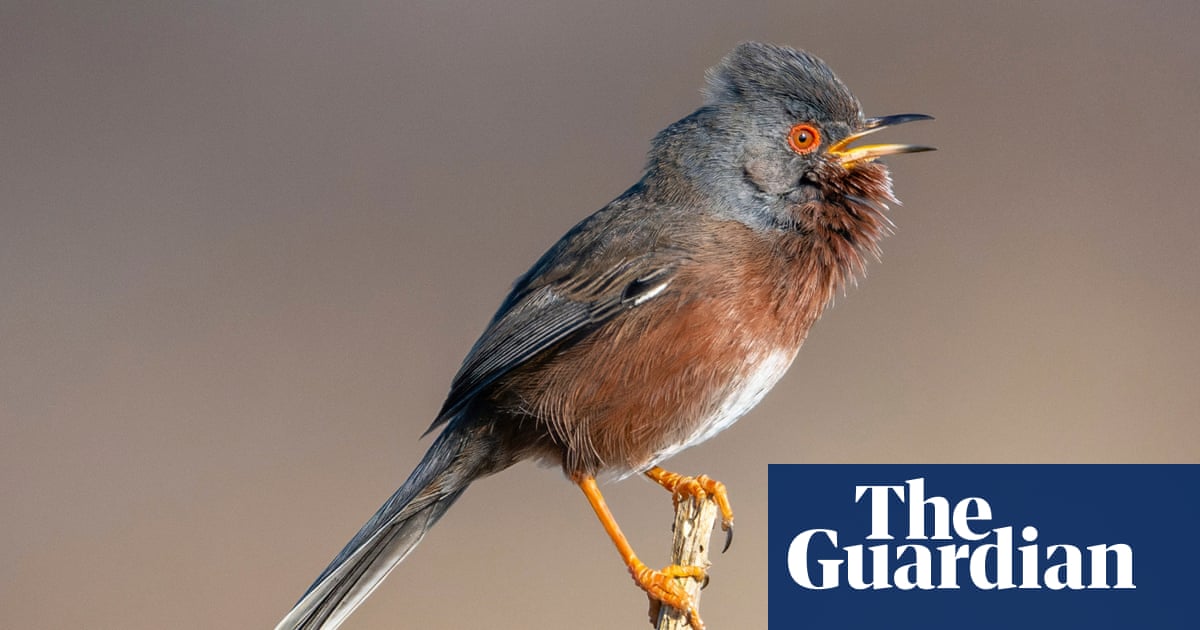 Dartford warbler stages a comeback 60 years after almost vanishing | Birds