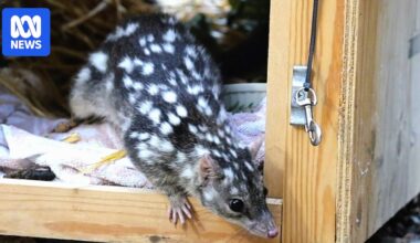 Hitchhiking northern quoll released back into wild in central Queensland