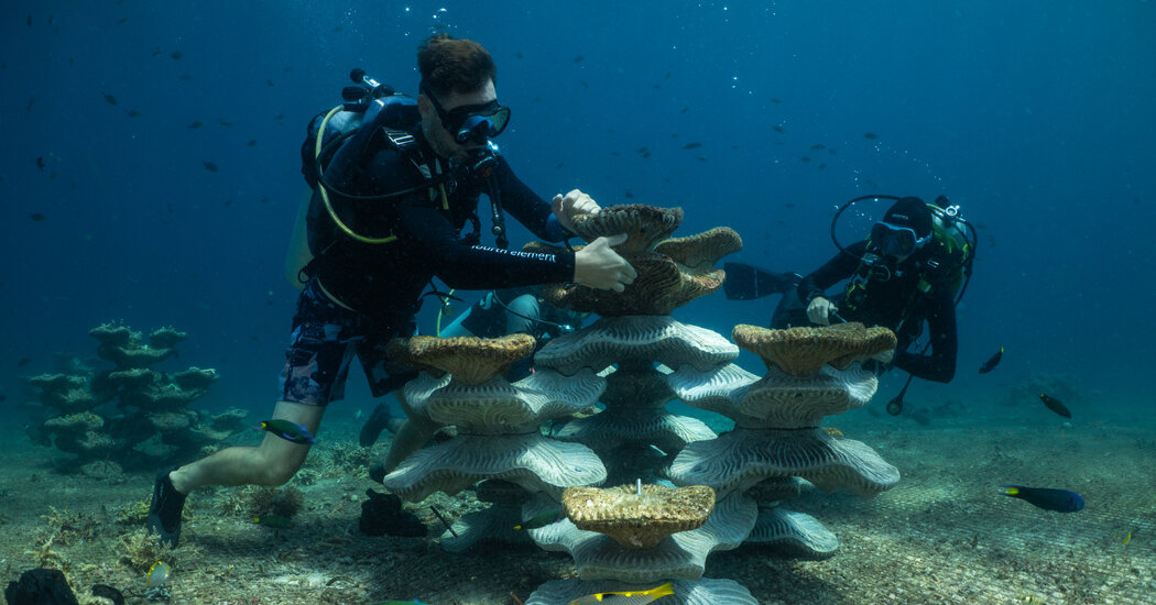 Can Concrete Molds Revive Coral Reefs Ruined by Bombs and Climate Change?
