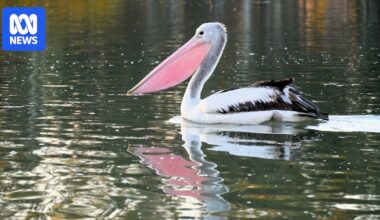 Autumn rain brings boom in birdlife to regional inland South Australia after drought