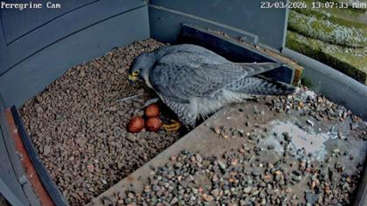 The pair were captured looking after the eggs