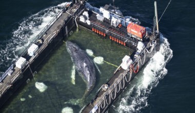 Rescuers transport stranded whale by barge to freedom in North Sea