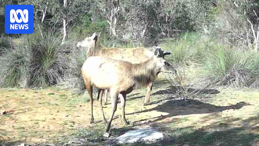 Elk sighting in SA's south-east raises questions about deer farm escapes