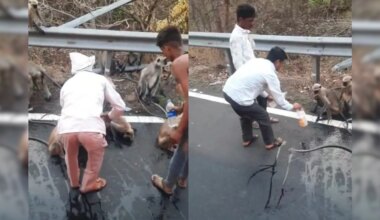 Thirsty Monkey Stops Moving Bus For Water in Maharashtra, Heartbreaking Video Goes Viral
