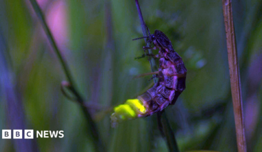 A glow worm attached to a shard of grass. Its tail is illuminated bright green/yellow