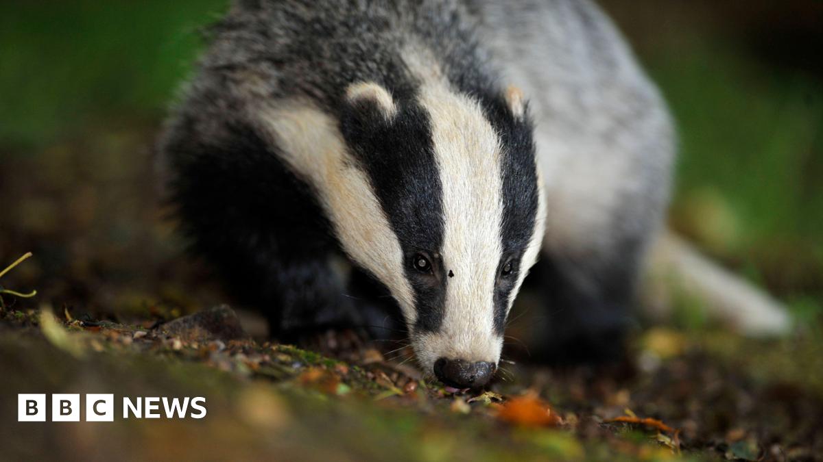 A badger sniffing the ground on a forest floor.