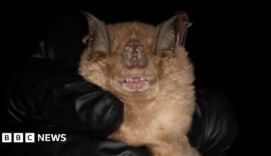 Close-up of a bat being gently held against a black background, with its wings partially folded around its face. The bat’s eyes are closed, small teeth are visible, and soft brown fur contrasts with the dark surroundings and black-gloved hands holding it.