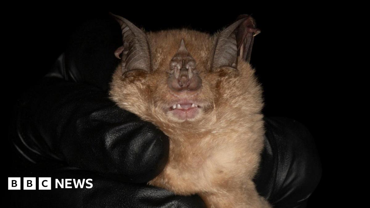 Close-up of a bat being gently held against a black background, with its wings partially folded around its face. The bat’s eyes are closed, small teeth are visible, and soft brown fur contrasts with the dark surroundings and black-gloved hands holding it.