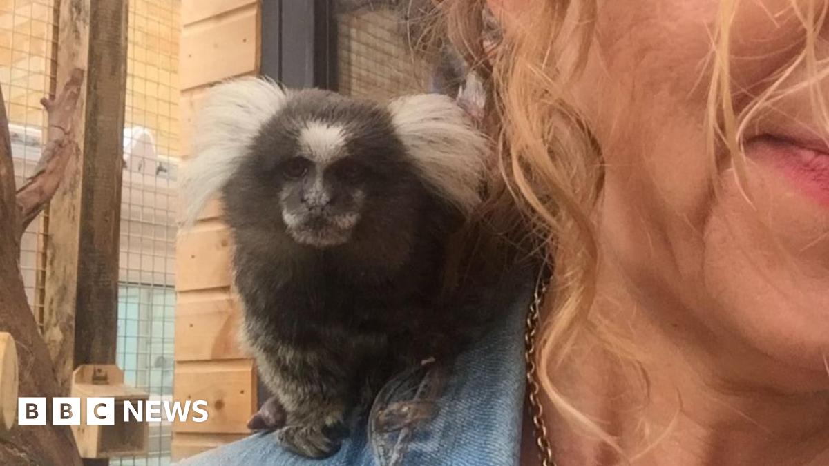 Lisa-Marie is in front of an enclosure, we can only see the side of her face. She is wearing something denim. A monkey is standing on her shoulder looking into the camera. It has black fur with white ears.