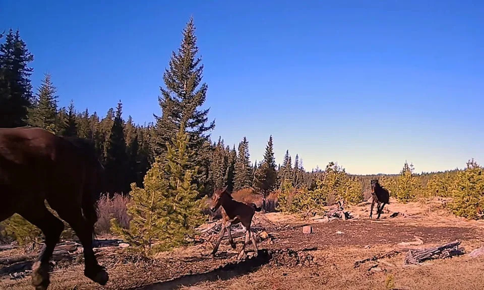 Wild horses on the run.