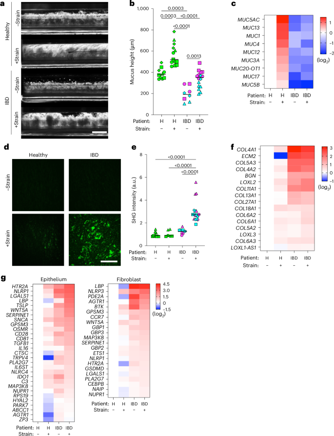 Fig. 2: Peristalsis-like cyclic strain influences mucus production and fibrosis in the human colon-on-a-chip.