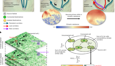 Warming erodes climate connectivity for terrestrial vertebrates