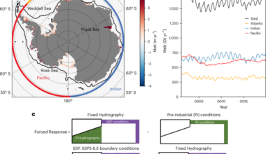 Antarctic ice-shelf basal melt shaped by competing feedbacks
