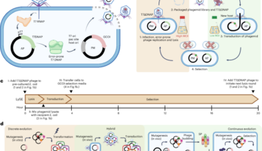 Bridging continuous and discrete evolution through a controllable, hypermutagenic phage-bacteria system