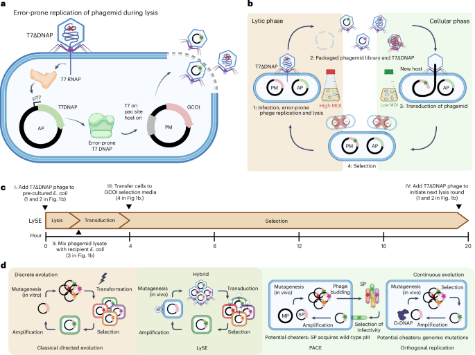 Bridging continuous and discrete evolution through a controllable, hypermutagenic phage-bacteria system