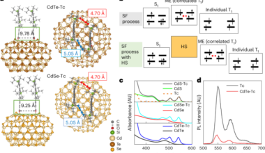 Molecular quantum-dot orbital hybridization supports efficient endothermic singlet exciton fission