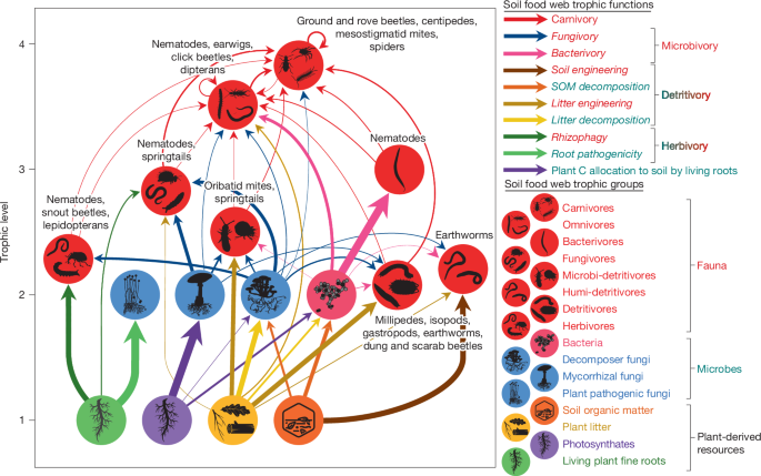 Tree community resource economics control soil food web multifunctionality