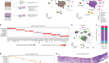 Ecotypes of triple-negative breast cancer in response to chemotherapy