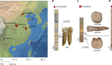 Enamel proteins from six Homo erectus specimens across China