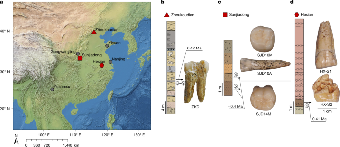 Enamel proteins from six Homo erectus specimens across China