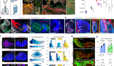 Lineage and organ signals sequentially build organ intrinsic nervous systems