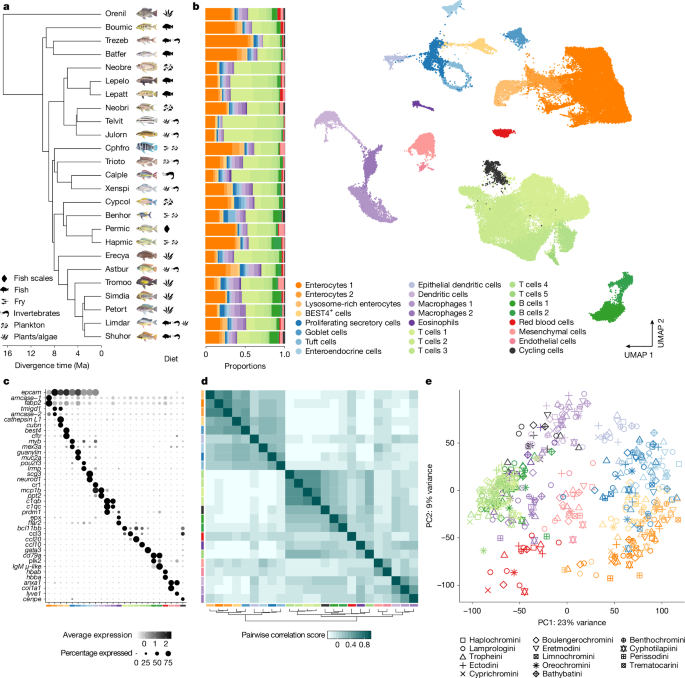 Adaptive cellular evolution in the intestine of hyperdiverse cichlid fishes