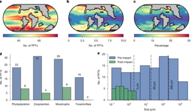 Darkness and body size shaped end-Cretaceous marine extinction patterns