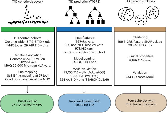 Genetic association and machine learning improve the prediction of type 1 diabetes risk