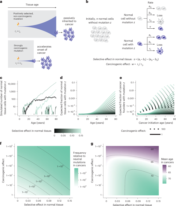 Fig. 2: Selection and carcinogenicity differentially shape the age distributions of mutations in cancers.