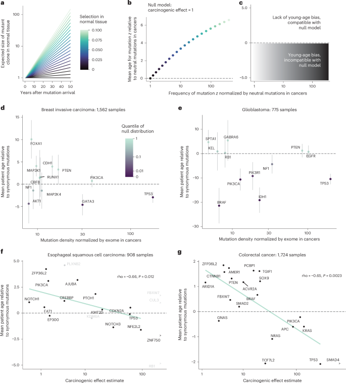 Fig. 4: Young-age biases in cancer genomes indicate carcinogenicity.