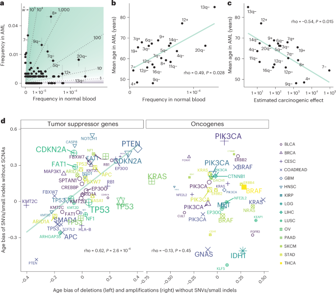 Fig. 5: Selection and carcinogenicity shape age distributions of somatic copy number alterations.
