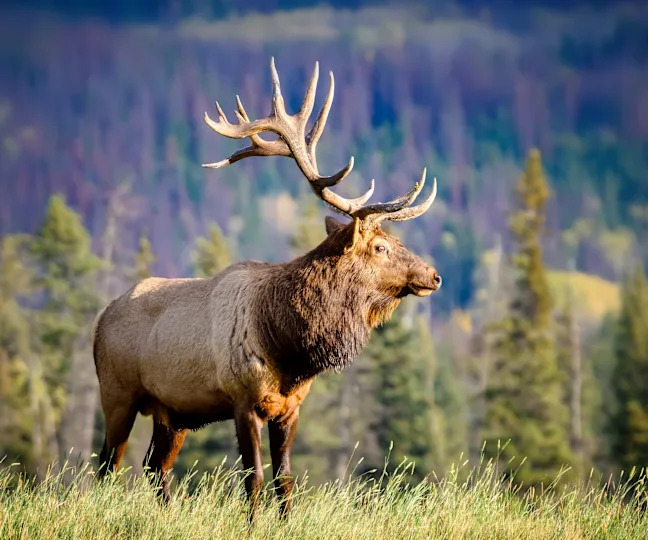 Wapiti in Beautiful autumn landscape scene in mountain in background in Jasper National Park west Canada