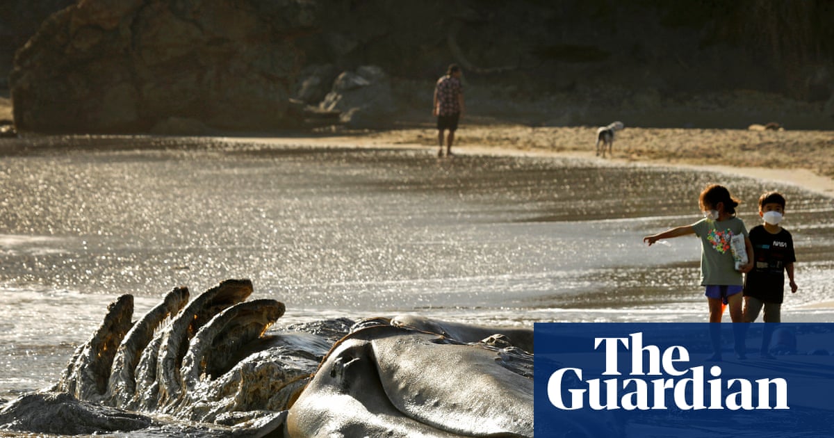 San Francisco turns to AI to save whales from ship strikes as deaths soar | Whales