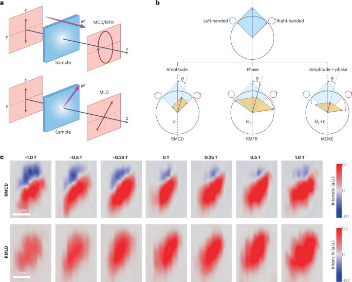 Cross-probing van der Waals multiferroics