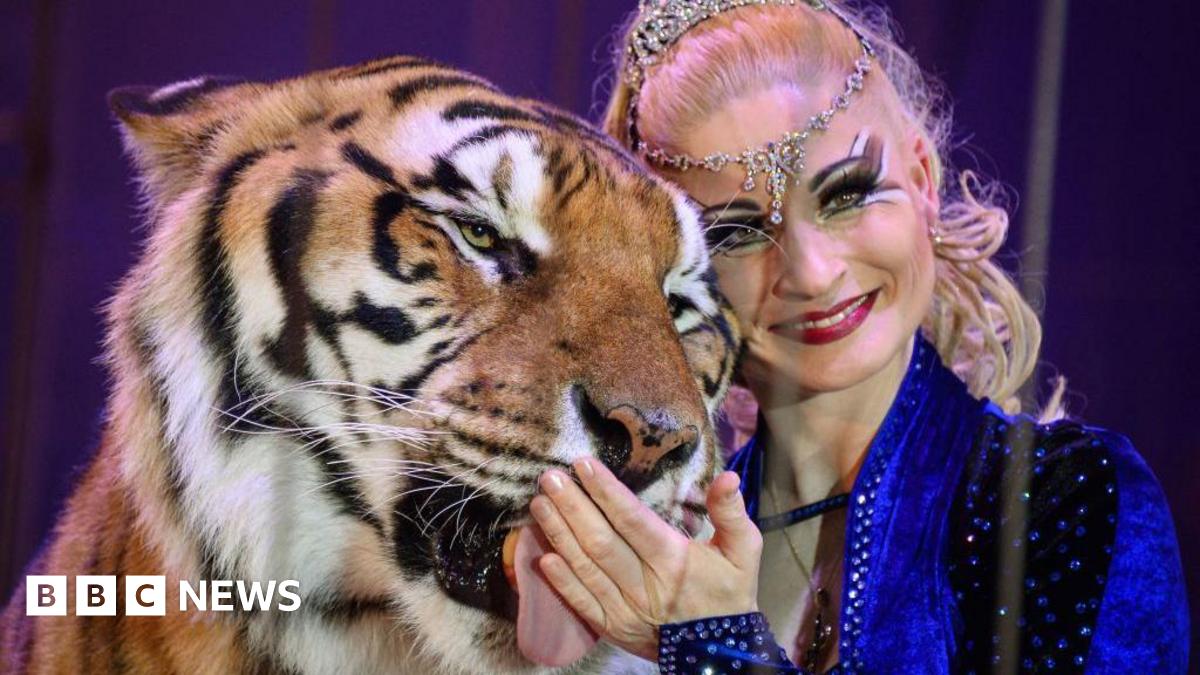A woman smiles next to a tiger as it licks the palm of her hand